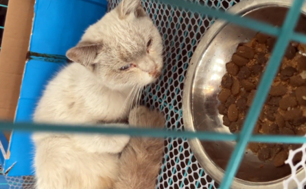饿到走不动路的流浪猫，被带回家后不敢进门，一个月后颜值逆袭