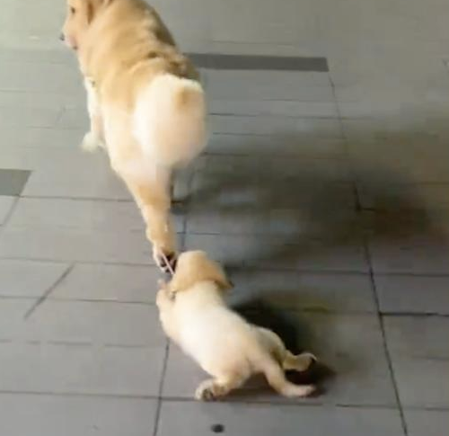 金毛妈要自己遛小狗，结果直接将它在地上拖行！