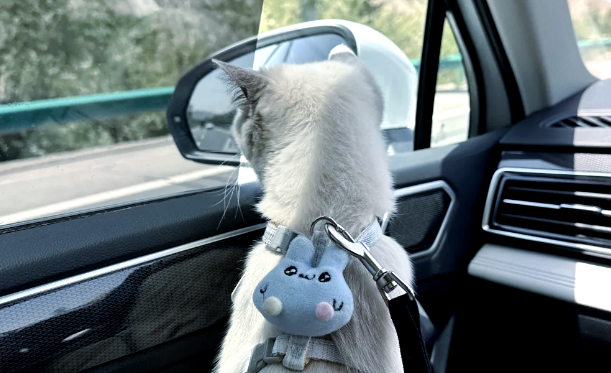 宠物健康隐患亟待重视，突发腹泻敲响警钟！