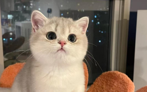 花万元买回病猫追踪：“宠物基地”退费补偿