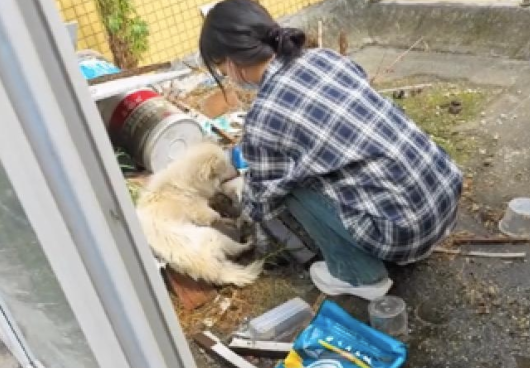 狗被遗弃在天台饿成纸片，女生花一千救助