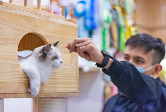 深圳率先实施内地宠物猫狗赴港检疫新规 隔离检疫期从120天减至30天