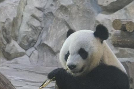 大熊猫捞捞，吃笋速度惊人，奶爸奶妈笑称“快到要上热搜”