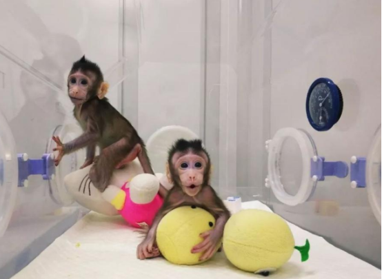 宠物狗可“永生”了？！花38万元帮狗狗“复活”，你愿意吗？