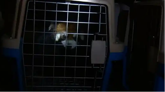 偷猎者还没判，小熊猫先被“关起来了”？