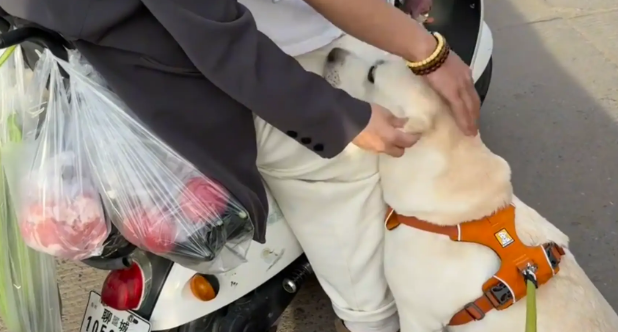 男子带社牛狗子逛菜市场。网友：尾巴都摇成螺旋桨了 