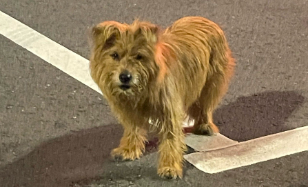 流浪狗暴雨中相拥被好心人收养，爱与希望的篇章