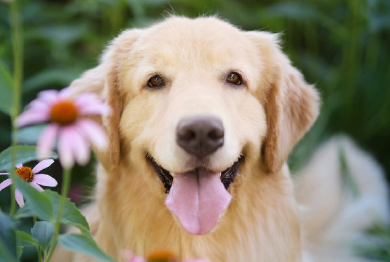 “携带出境宠物检疫”系统落地湖北，萌宠跨境通关更便捷