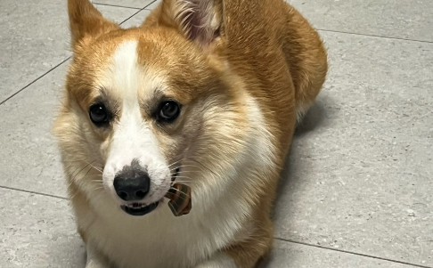 14岁少年遭脱缰宠物犬惊扰引发车祸致残