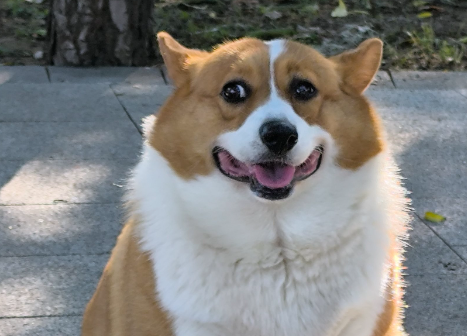 宠物经济：2025 年最火赛道的赚钱密码，你抓住了吗？