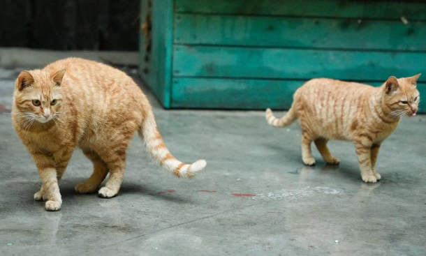 流浪猫被救助后，帮助其他流浪同伴