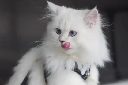 宠物经济激发青年消费潜力