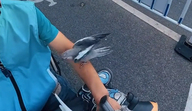 男子的宠物鹦鹉会跟车飞行。网友：侦察僚机 