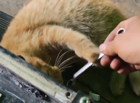 男子给趴在电车底下的猫咪递扳手并问：猫师傅，修好了吗？