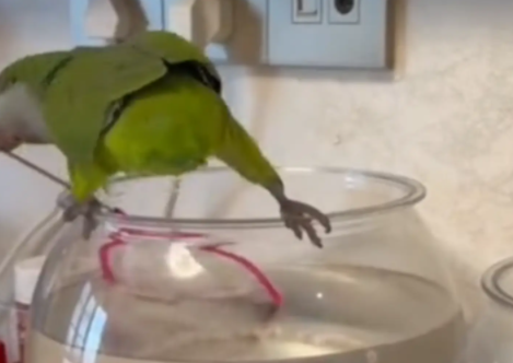 鹦鹉用嘴叼着抄网捞鱼。网友：离大谱了，鹦鹉都会捕鱼了