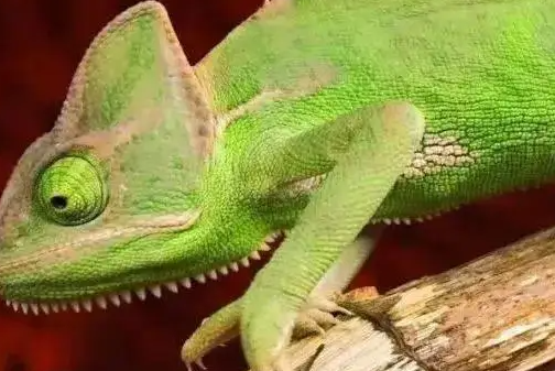 “异宠”流行，市场规模近百亿元