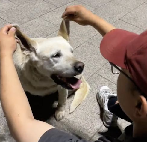 一只拉布拉多跳到车上，怎么赶都不走赖上自己了！