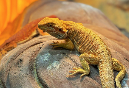 2025新疆宠物博览会，“智能养宠”成新趋势