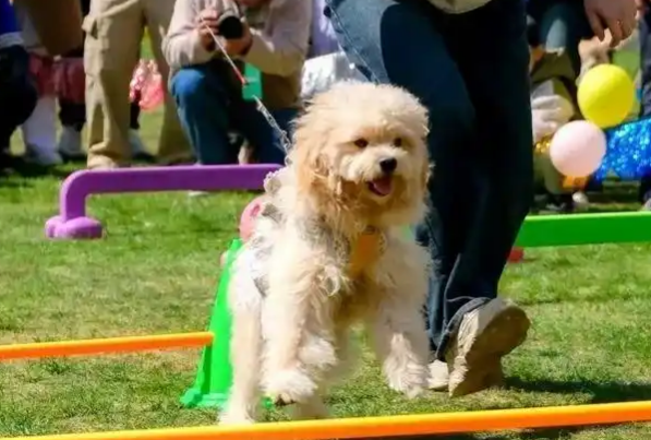 济南春日“百工集宠爱大会”，公益领养与消费升级并行