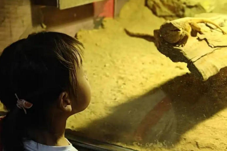 广州动物园首推“海陆空一夜营”，揭秘你没见过的动物王国