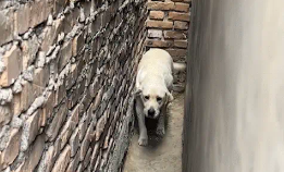 拉布拉多会在墙缝里掉头。网友：坦克掉头