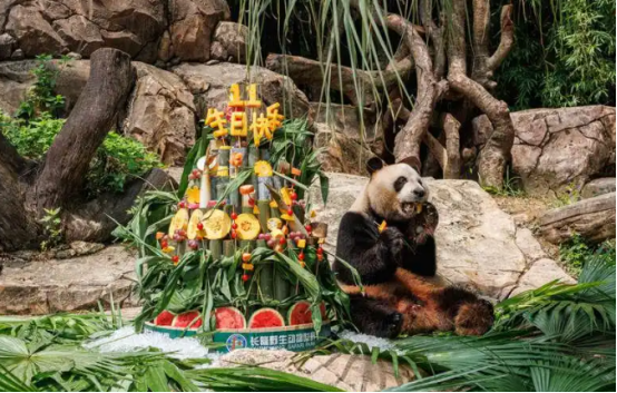 全球唯一大熊猫三胞“萌萌”“帅帅”“酷酷”迎11周岁生日