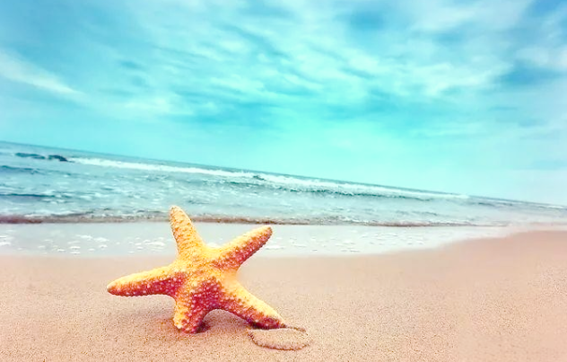 这种“疯狂”结构让海星灵活又坚固