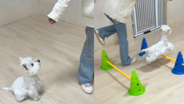 宠物狗也上“日托班”，一天72元，早十晚八