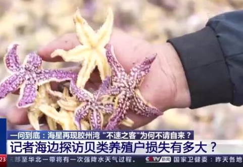 海星再现青岛胶州湾 “不速之客”为何不请自来？