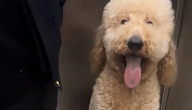 男子电梯里对着巨贵喊了一声“立正”，狗子立马端正坐好