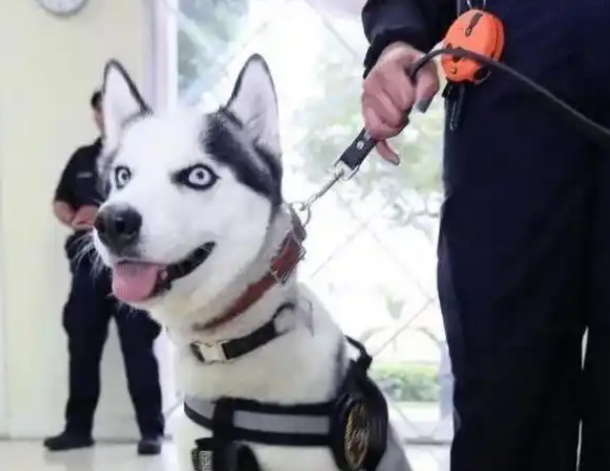 特警挑战训练哈士奇做警犬？结果警局差点被拆了
