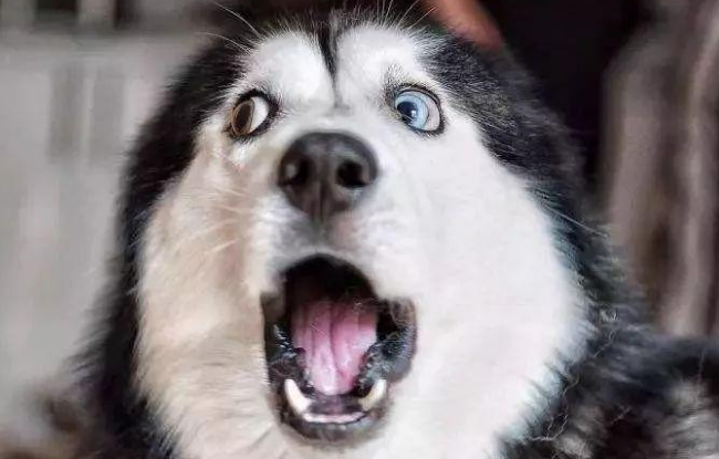 宠物狗可“永生”了？！花38万元帮狗狗“复活”