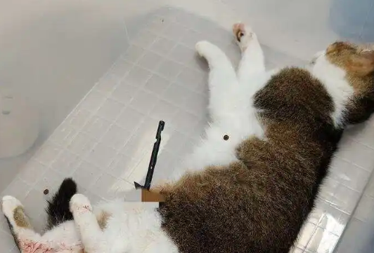 近期发生数起！广州番禺有人用箭射流浪猫狗
