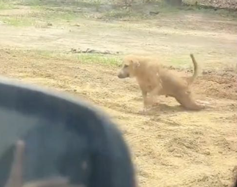 狗狗后腿疑似残疾拖着爬行，网友看得差点落泪