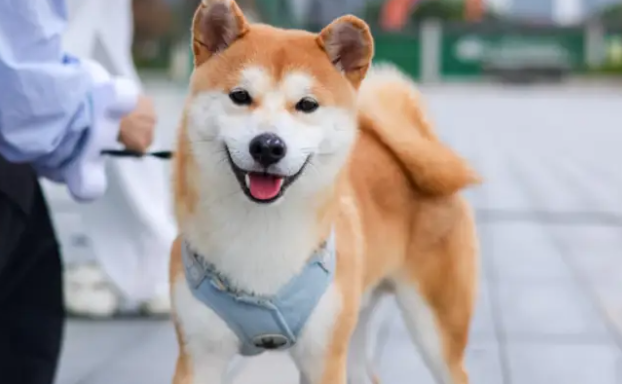 宠物经济概念爆发，行业前景一片大好