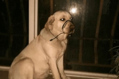 狗狗咬断了数据线，主人气愤拿起就捆嘴，见到爷爷回来非常委屈