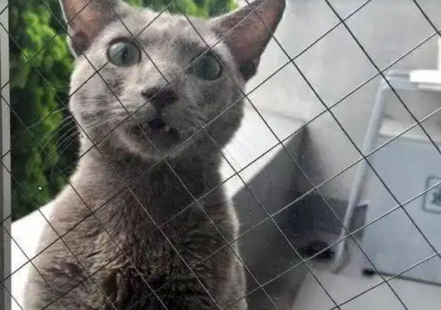 猫咪被主人关门外，表情让人笑喷：快给本喵开门