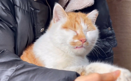 流浪猫的腿被捕兽夹夹住，它强忍疼痛和人类求助，猫：求您帮帮我