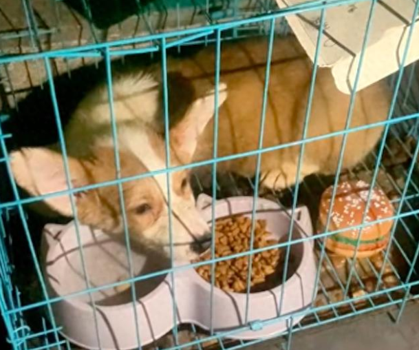 柯基被遗弃，好心人讨论该怎么办，却有人趁乱要抢走它！