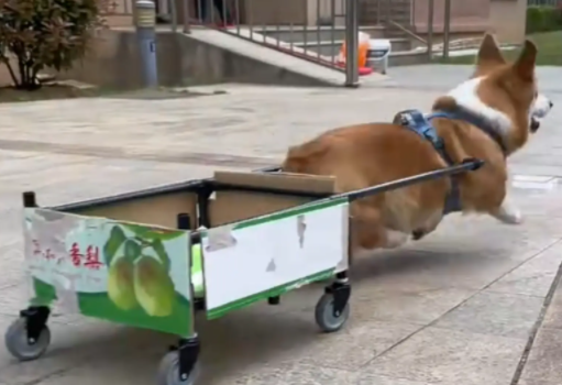 “拖拉基”帮主人取快递，一路跑一路掉，最后车都翻了~