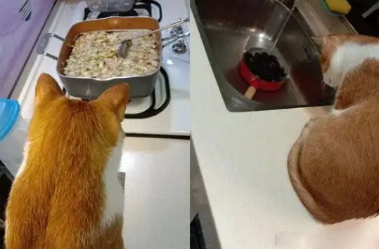 猫咪没有吃到年夜饭，气得背对大家，蹲餐桌上当一个“炸毛花瓶