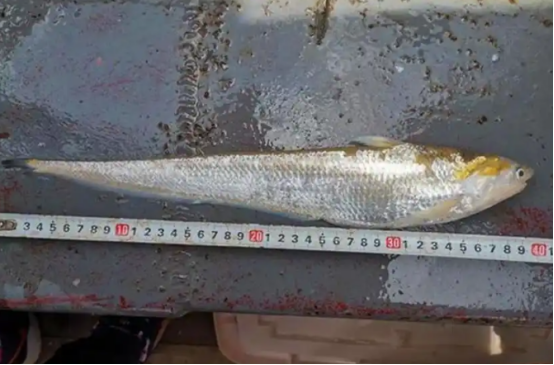 “刀鱼” 现身河南贾鲁河，数量很多！这是个什么信号？