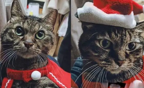 猫能有什么坏心眼，只是把铲屎官做一天的羊毛毡毁坏，原因是……