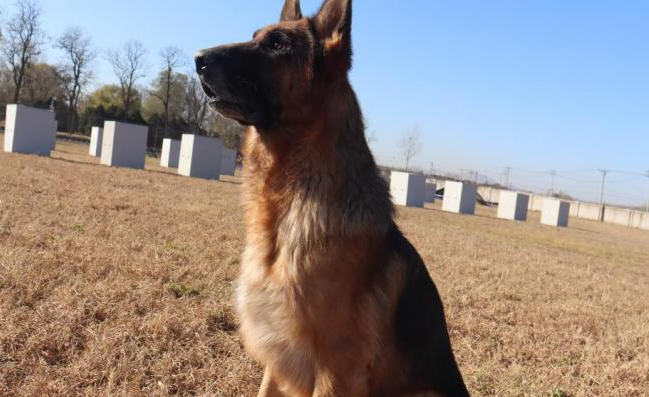 德牧奋不顾身，只为雪地救主