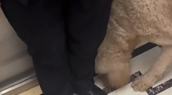 男子电梯里对着巨贵喊了一声“立正”，狗子立马端正坐好