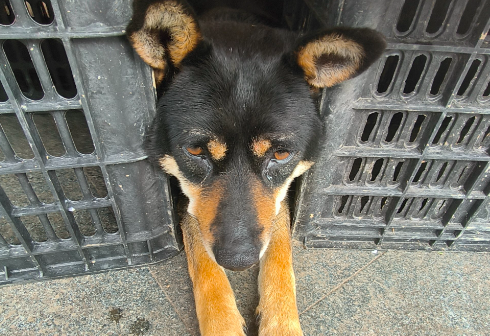 免费“代遛狗”火了！“忙碌狗”暑假档期排满