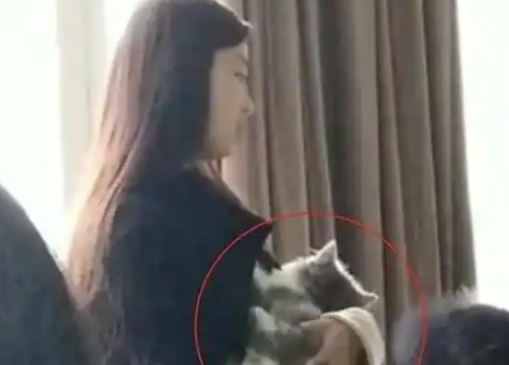 小猫偷偷钻进书包，女子上课时发现，被老师“没收”