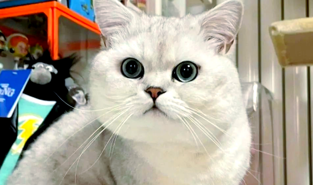 2025宠物兽药大健康行业发展研讨会在穗召开