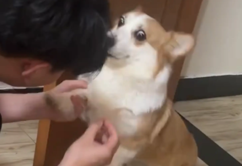 柯基拆家，男子温柔的叫柯基过来，又严肃的拿着残骸质问柯基