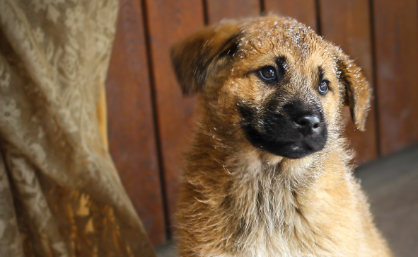 宠物经济规模突破万亿元，“毛孩子”带动市场经济持续发展